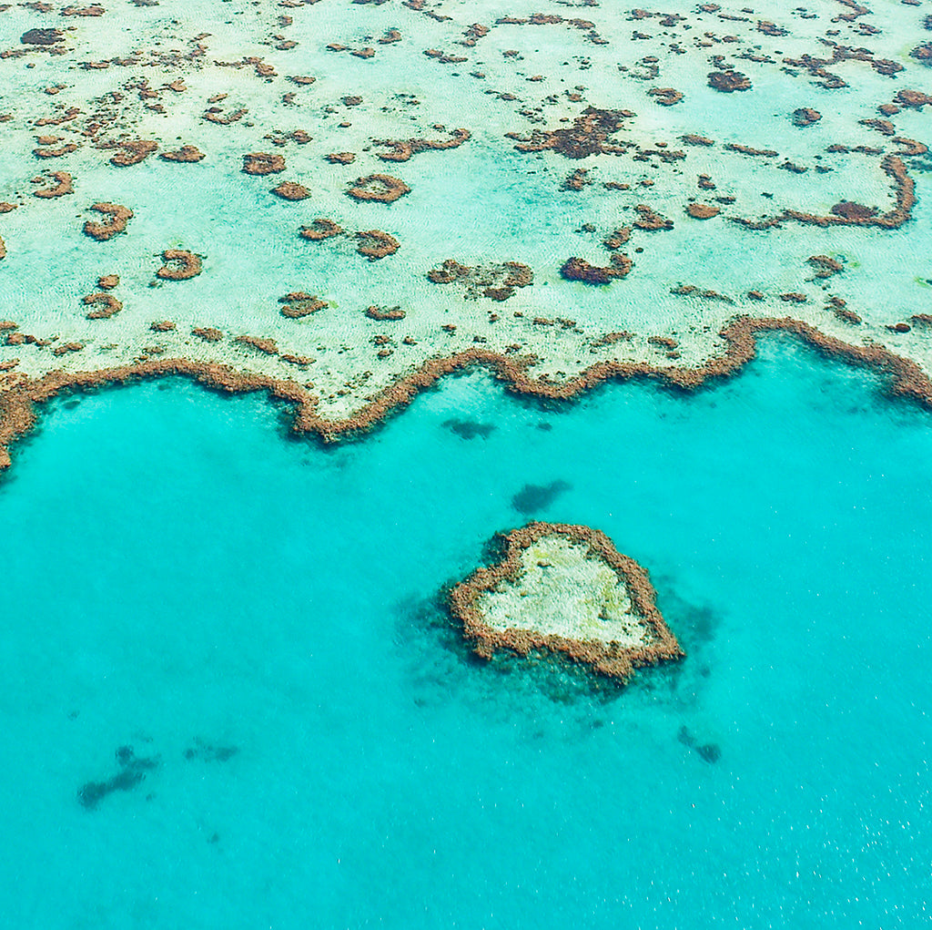 Close-up of handcrafted Heart Reef Coral Necklace showcasing intricate shell details, displayed against a piece of natural coral.
